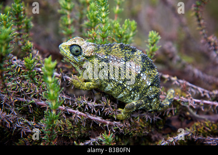 Chameleon nascosti nel sottobosco Foto Stock