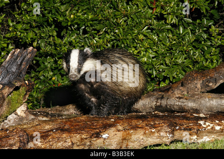 Eurasian Badger, Meles meles, rovistando su woodpile Foto Stock