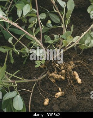 Arachidi, tipo spagnolo / PENNSYLVANIA Foto Stock