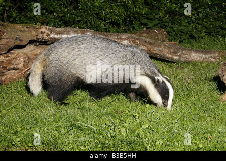 Eurasian badger, Meles meles, rovistando su pascoli Foto Stock