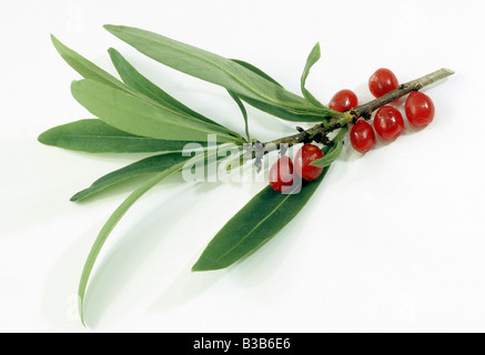 Febbraio, Daphne Mezereon (Daphne mezereum), ramoscello con foglie e bacche mature, studio immagine Foto Stock