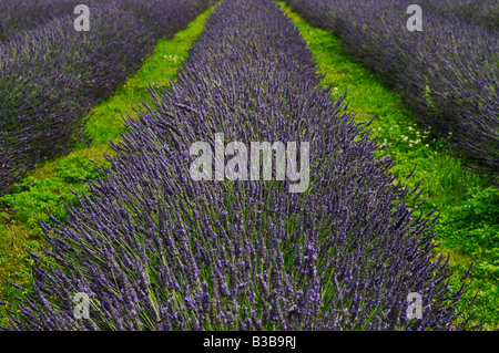 Mayfield campi di lavanda Surrey Lavandula angustifolia Folgate lavanda inglese Foto Stock