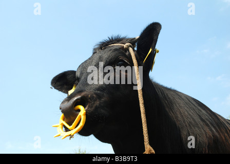 Mucca nera sui pascoli in Polonia (Masovia regione) Foto Stock