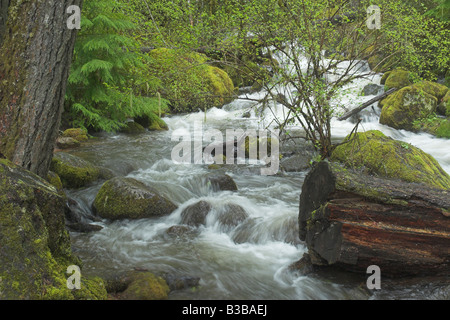 Cade su Watson Creek off Umpqua River vicino a Watson cade Oregon Foto Stock