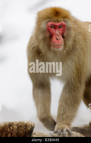Close-up di macaco giapponese, Jigokudani Onsen, Nagano, Giappone Foto Stock
