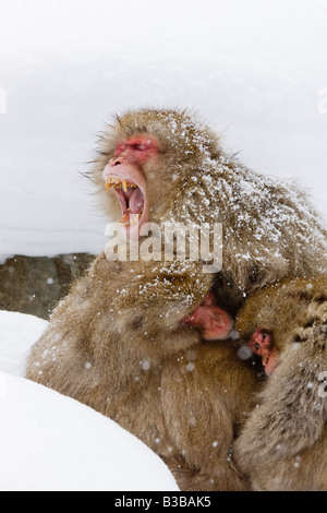 Sbadigliare Macaque giapponese in Huddle, Jigokudani Onsen, Nagano, Giappone Foto Stock