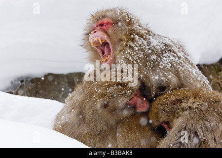 Sbadigliare Macaque giapponese in Huddle, Jigokudani Onsen, Nagano, Giappone Foto Stock