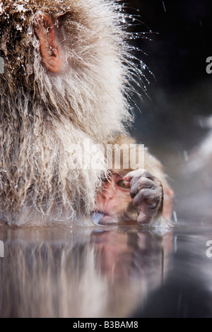 Baby Macaque giapponese con la lingua fuori, Jigokudani Onsen, Nagano, Giappone Foto Stock