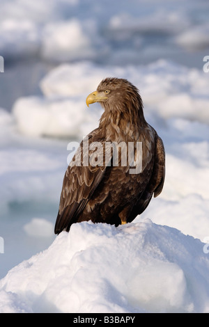 Ritratto di White-Tailed Eagle, Nemuro canale, la penisola di Shiretoko, Hokkaido, Giappone Foto Stock