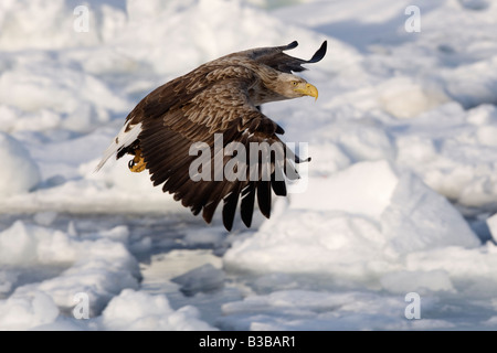 White-tailed Eagle in volo, canale di Nemuro, la penisola di Shiretoko, Hokkaido, Giappone Foto Stock