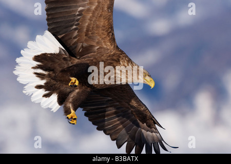 White-tailed Eagle in volo, canale di Nemuro, la penisola di Shiretoko, Hokkaido, Giappone Foto Stock