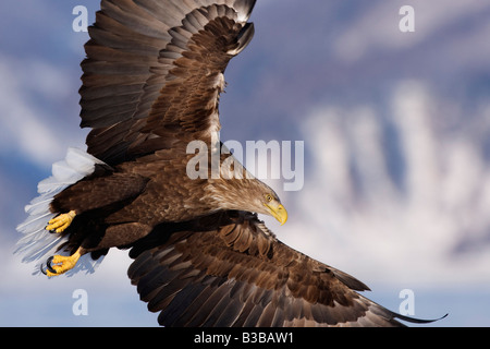 White-tailed Eagle in volo, canale di Nemuro, la penisola di Shiretoko, Hokkaido, Giappone Foto Stock