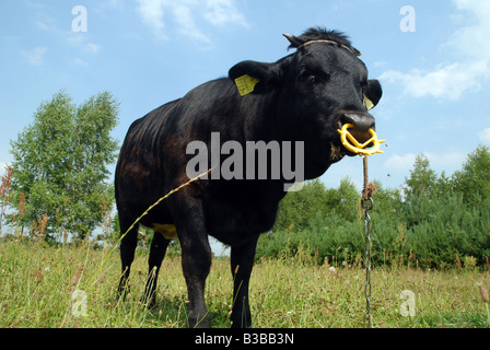 Mucca nera sui pascoli in Polonia (Masovia regione) Foto Stock