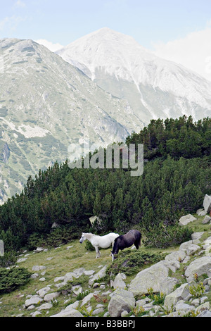 I cavalli pascolano sui pascoli di montagna con il maestoso Vihren picco in background in sito del Patrimonio Mondiale il Parco Nazionale di Pirin Bulgaria Foto Stock