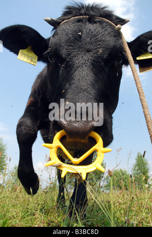 Mucca nera sui pascoli in Polonia (Masovia regione) Foto Stock