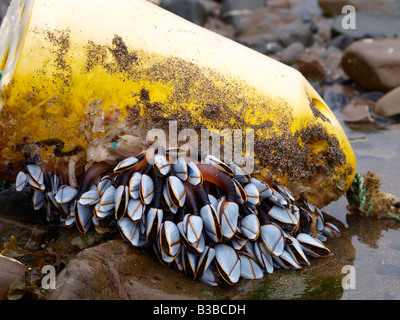 Goose cirripedi, Lepas anatifera, attaccato ad un vecchio galleggiante, trovata nel rockpools a Widemouth Bay beach, dopo essere stato lavato fino Foto Stock