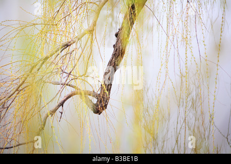 Salice bianco Salix alba TRISITS ramo di albero in primavera nel nord dell'ILLINOIS USA Foto Stock