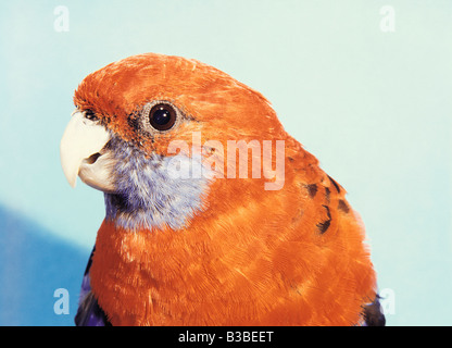 Close-up di Crimson Rosella. Australia. Foto Stock