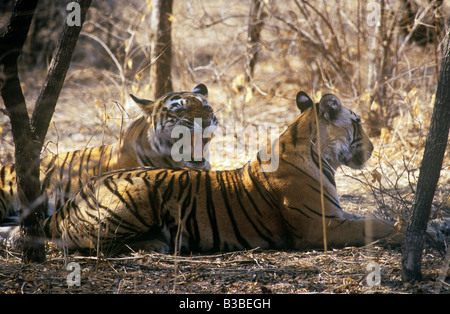 Tigre del Bengala ringhiando nella foresta di Ranthambore riserva della tigre, India (Panthera Tigris) Foto Stock