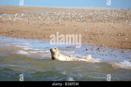 Guarnizione comune crogiolarsi al sole a Cromer off The Norfolk Coast UK Caption locale www georgeimpeyphotographer co uk Foto Stock