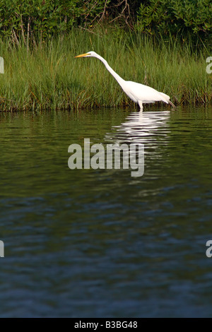 Airone bianco maggiore (Casmerodius Albus) a Assateague Island National Seashore, Maryland Foto Stock