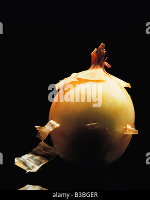 Studio shot di materie cipolla Foto Stock