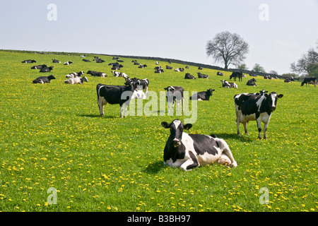 Vacche da latte in un campo nei pressi di Spennithorne nel Yorkshire Dales. North Yorkshire Foto Stock