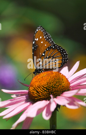 Farfalla monarca alimentazione su un Coneflower Foto Stock