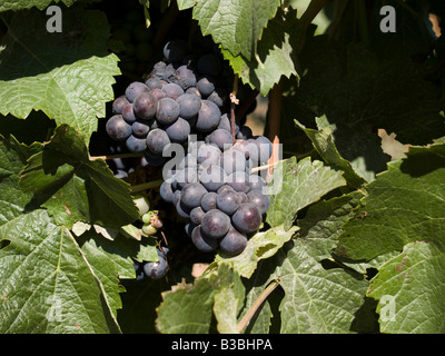 Il Pinot nero uva che cresce su un vitigno a Chard Farm vigneto e della cantina di Central Otago, Nuova Zelanda Foto Stock