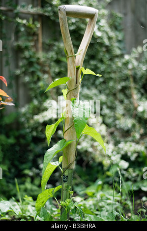 Nero centinodia Fallopia convolvulus salendo sul manico di una pala da giardino Foto Stock