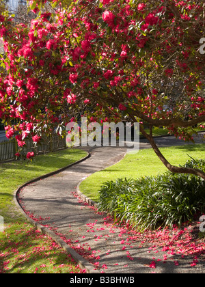 Fioritura rossa albero di rododendro incorniciata da un percorso di giardino con prato e underplanted con agapanthus Foto Stock