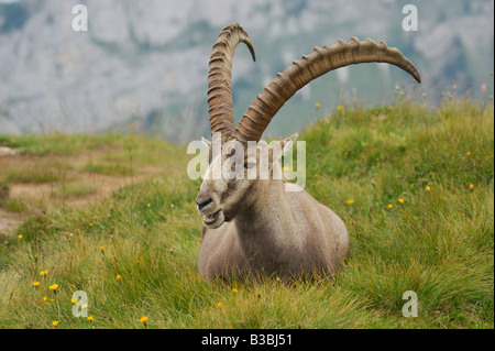 Stambecco delle Alpi (Capra ibex), buck seduta, Niederhorn, Interlaken, Svizzera Foto Stock