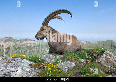 Stambecco Capra ibex adulto tra fiori Niederhorn Interlaken Svizzera Foto Stock