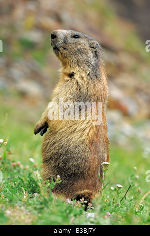 Alpine marmotta (Marmota marmota), adulto in piedi, Saas fee, Vallese, Svizzera Foto Stock