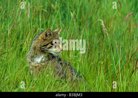 Scottish Gatto Selvatico Felis silvestris seduto in erba lunga in Cairngorm National Park Il Highlkands Scozia Scotland Foto Stock