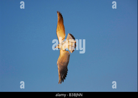 A testa nera Gull Larus ridibundus giovani in volo Zugo svizzera Foto Stock