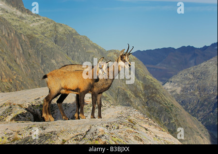 Il camoscio (Rupicapra rupicapra), adulti con giovani permanente sulla battuta, Grimsel, Berna, Svizzera Foto Stock