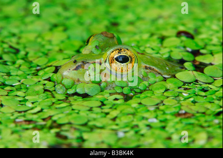 Rana Verde (Rana esculenta), Adulto mimetizzata nel lenticchie d'acqua (Lemnaceae), Svizzera Foto Stock