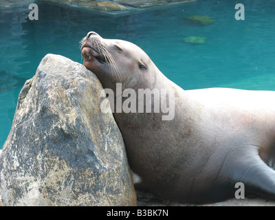 Un grande leone di mare sole se stesso su di una roccia a Gentle Giant Foto Stock