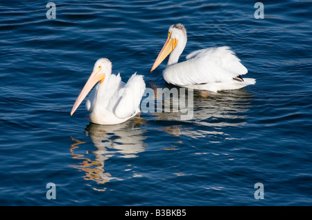 Pellicani nuotare e volare intorno airone cenerino nelle bellissime acque blu del serbatoio Chatfield Colorado Foto Stock