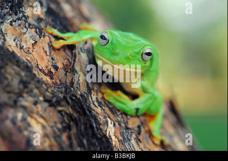 Australian ranocchio verde Litoria caerulea adulto appollaiato su albero Australia Foto Stock