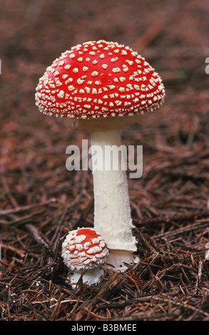 Fly Agaric amanita muscaria frutto della Svizzera Foto Stock