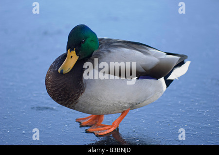 Anatra del germano reale Foto Stock