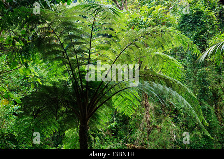 Fern Tree, La Paz Waterfall Gardens, Cordillera Central, Costa Rica Foto Stock