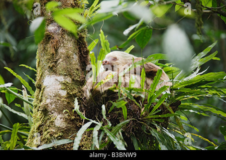 Due dita bradipo nella struttura ad albero, Costa Rica Foto Stock