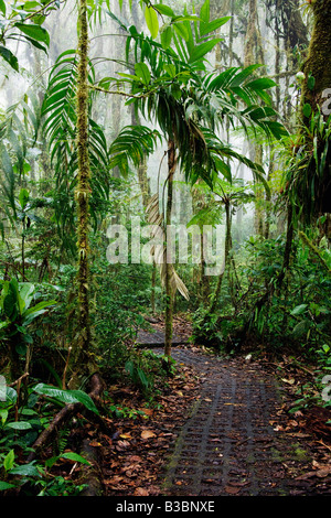 Sentiero attraverso la foresta nuvolosa, Santa Elena, Costa Rica Foto Stock