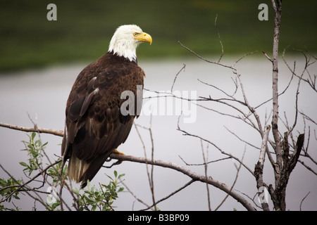 Aquila calva lungo la Denali Highway, Alaska, STATI UNITI D'AMERICA Foto Stock