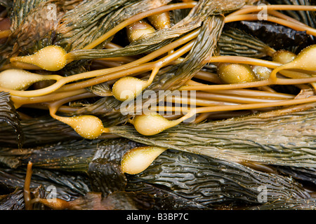 Le alghe lavate sulla riva, San Pedro, CALIFORNIA, STATI UNITI D'AMERICA Foto Stock