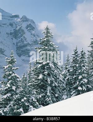 Coperte di neve alberi in Svizzera Foto Stock