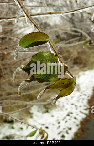 Ghiaccioli si formano strane forme sulle foglie dopo una pesante pioggia di congelamento Foto Stock